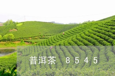 普洱茶 8545/2023031769303